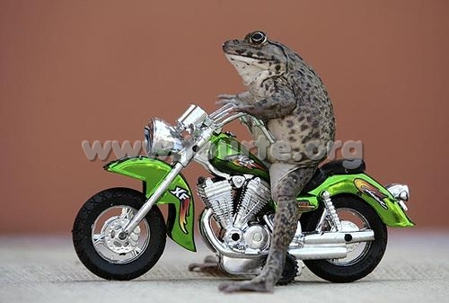 admin à l'honneur  Grenouille-bikeuse-1