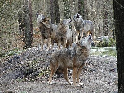 Kapitel 1: Die Pferde des Dunklen entstehen - Seite 2 Guestrow-woelfe-nup