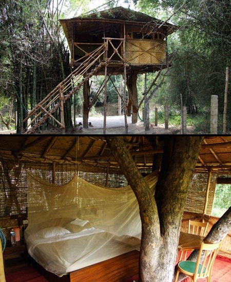 منازل تبنى على الاشجار Treehouses09