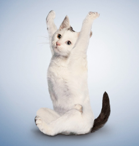 احلى صور لقطط اليوجا Yogacats10