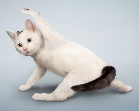 احلى صور لقطط اليوجا Yogacats12