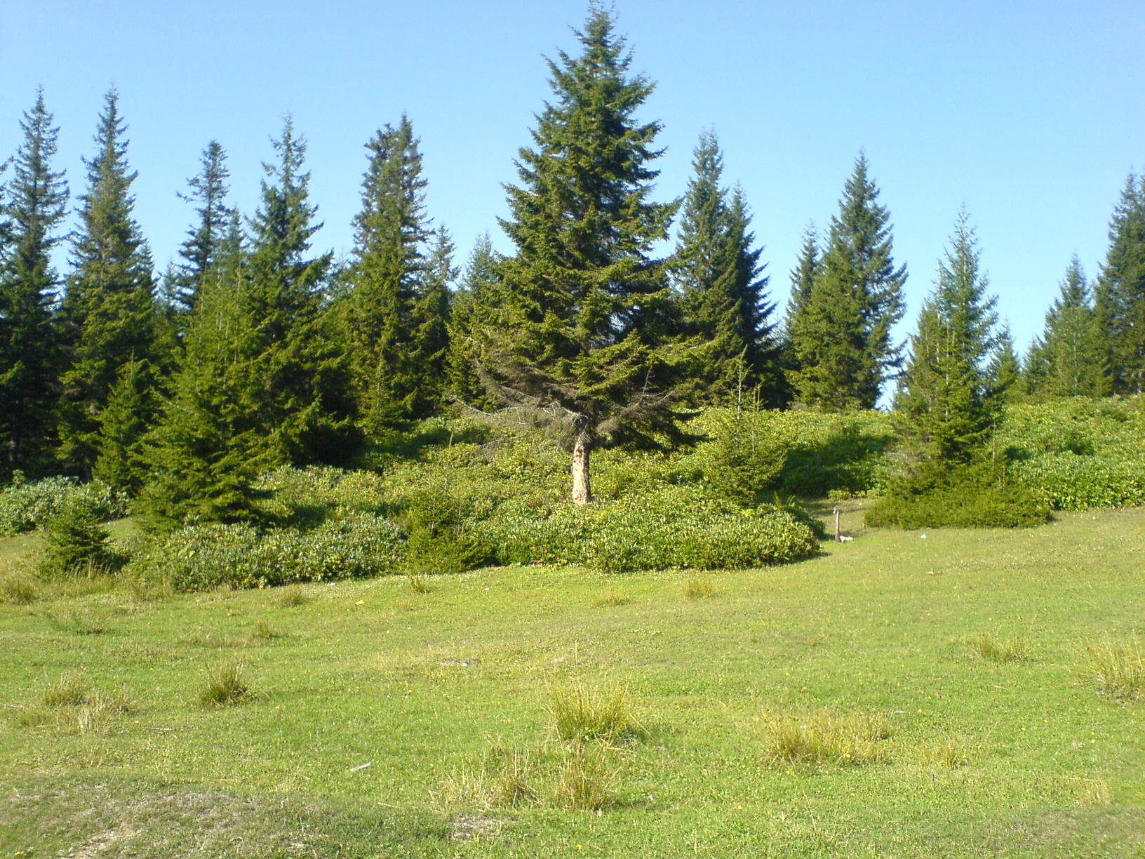 Şalpazarı Ağasar yöresi yaylalarına ait görüntüler. Şalpazarı Resimleri. DSC00003