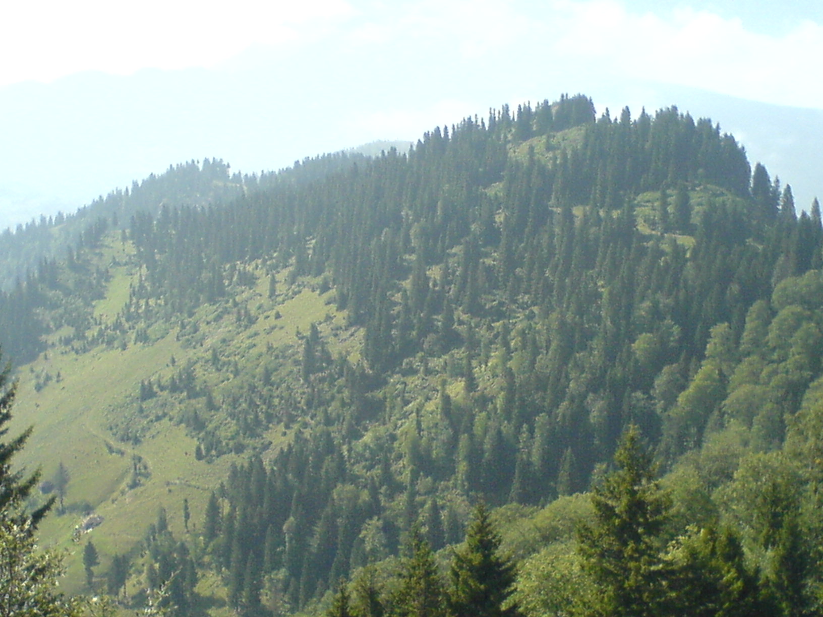 Şalpazarı Ağasar yöresi yaylalarına ait görüntüler. Şalpazarı Resimleri. DSC00008