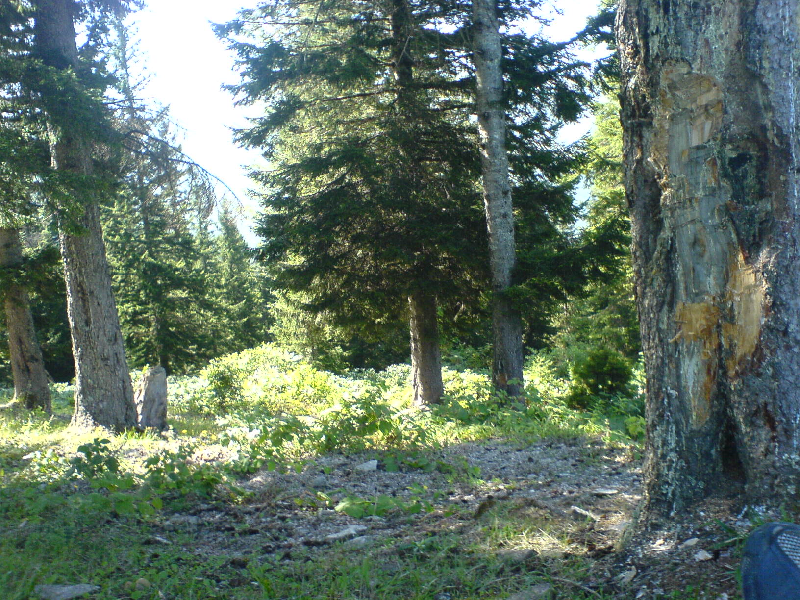 Şalpazarı Ağasar yöresi yaylalarına ait görüntüler. Şalpazarı Resimleri. DSC00009