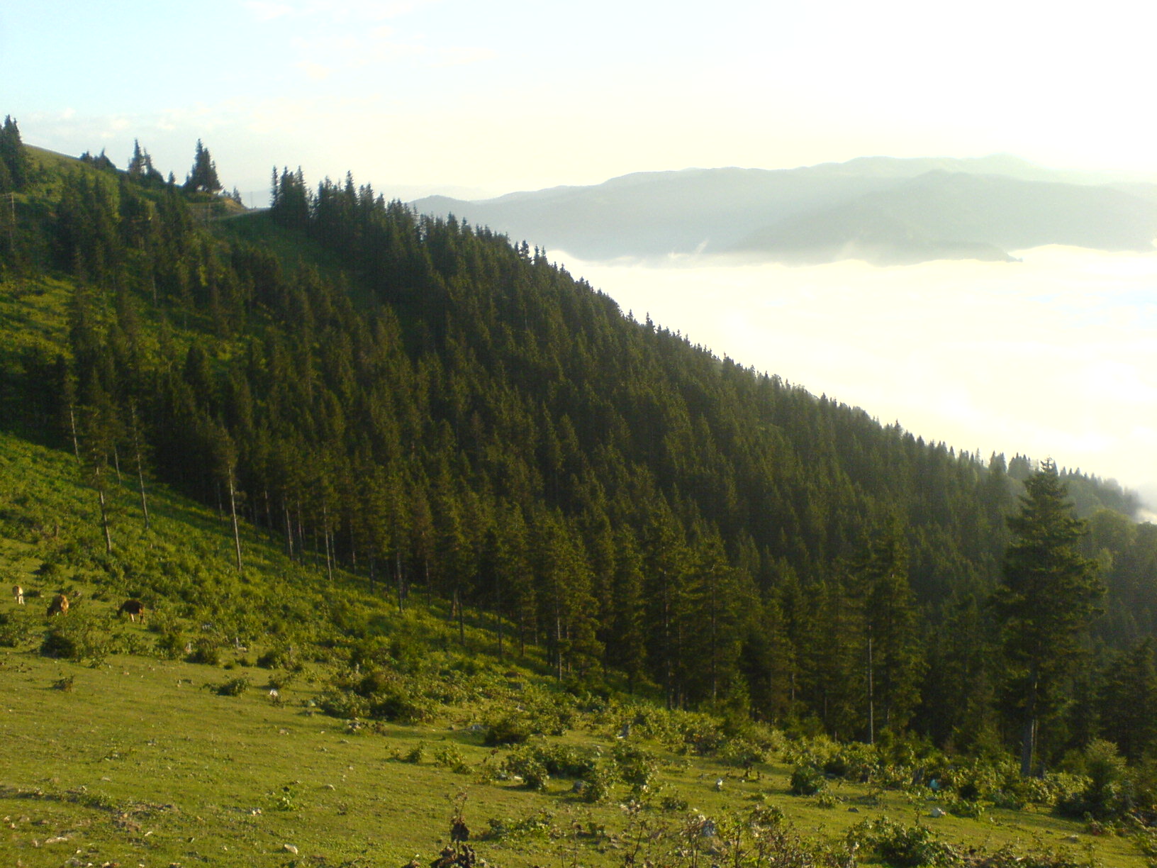 Şalpazarı Ağasar yöresi yaylalarına ait görüntüler. Şalpazarı Resimleri. DSC00011