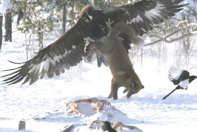 Aussie Dingo vs American Dingo  WHO WINS!? Eagle-5