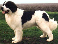 Landseer Landseer