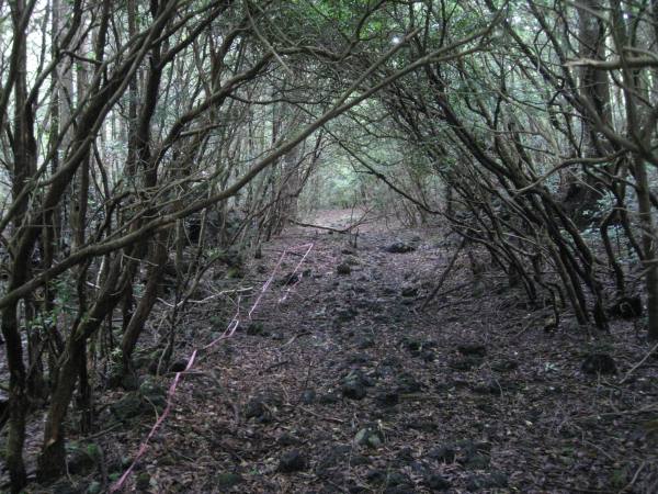 Pylli i vetevrasjeve! Aokigahara-forest-108