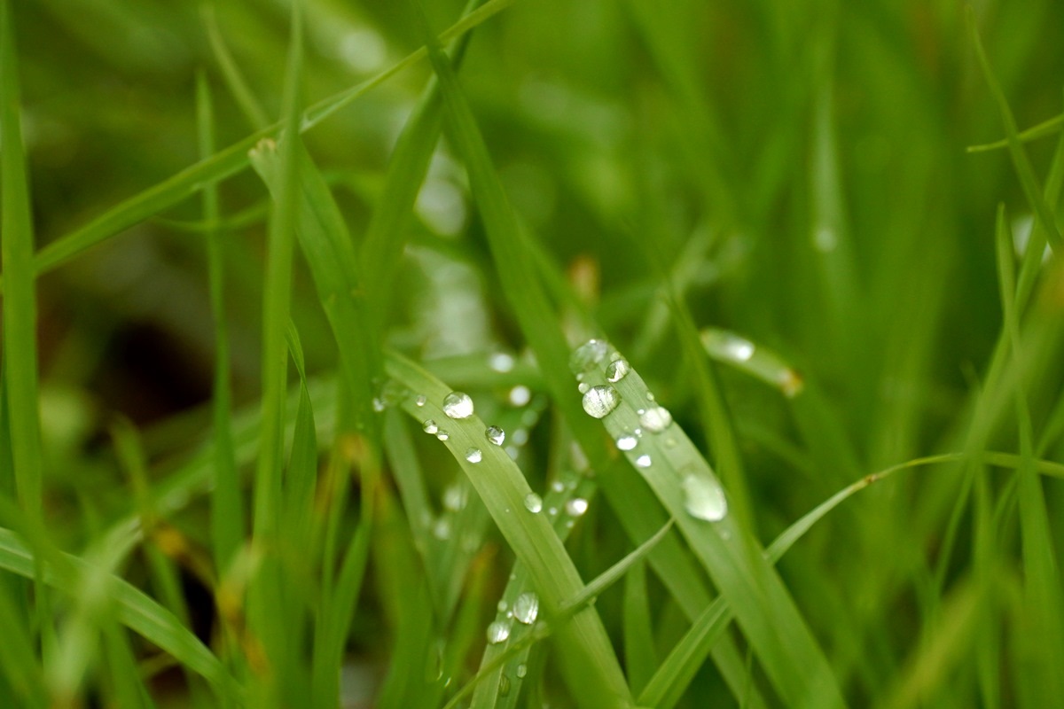 green SDIM0062