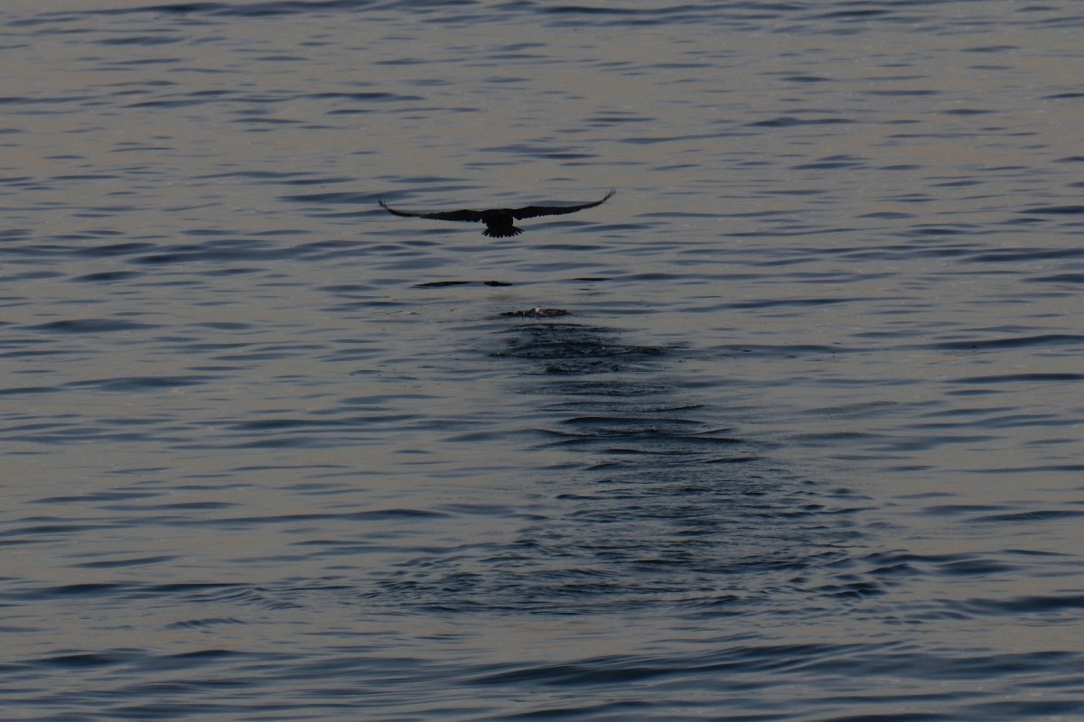 Vol du cormoran SDIM9440