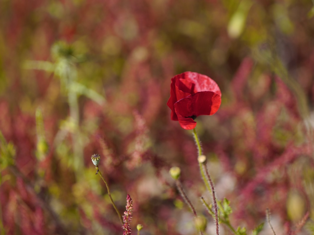 Coquelicots dans le vent SDIM8562