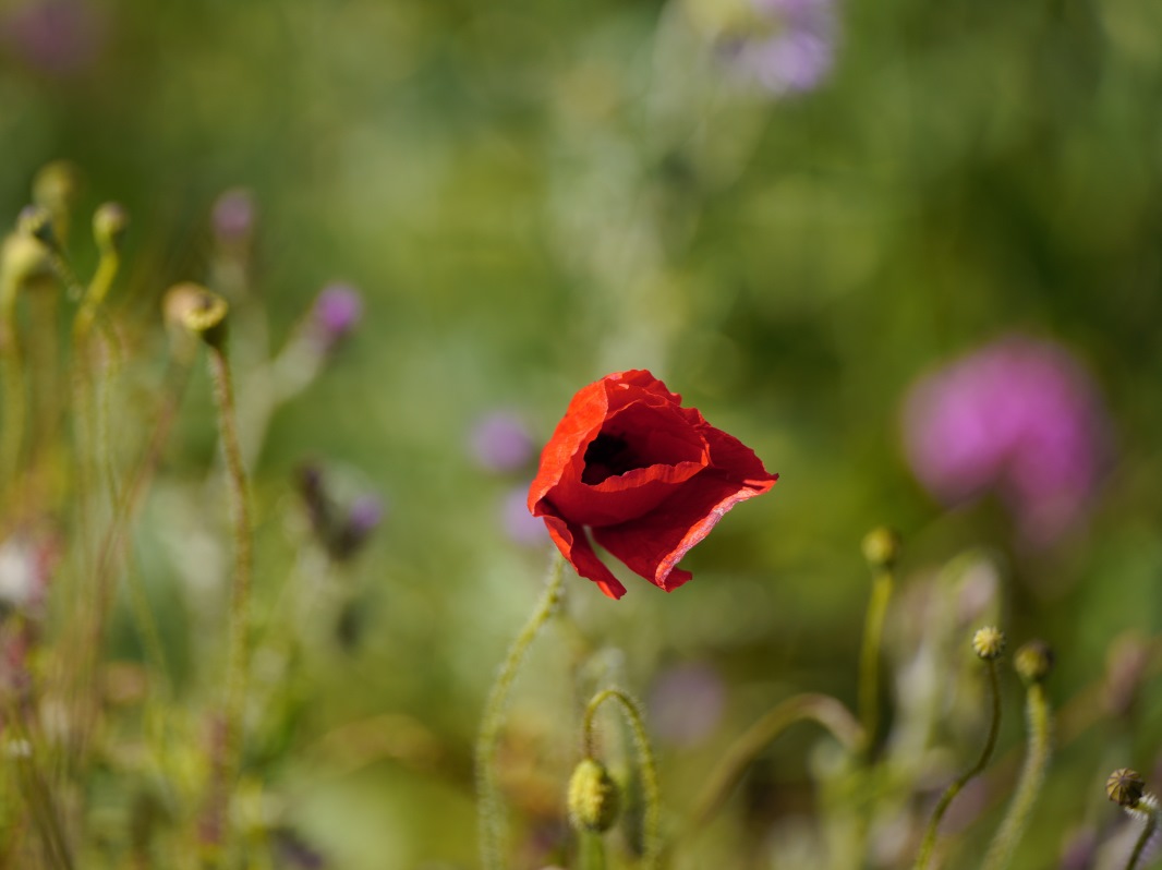 Coquelicots dans le vent SDIM8594