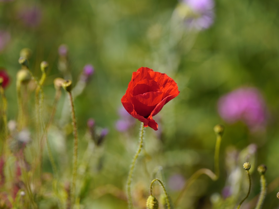 Coquelicots dans le vent SDIM8597