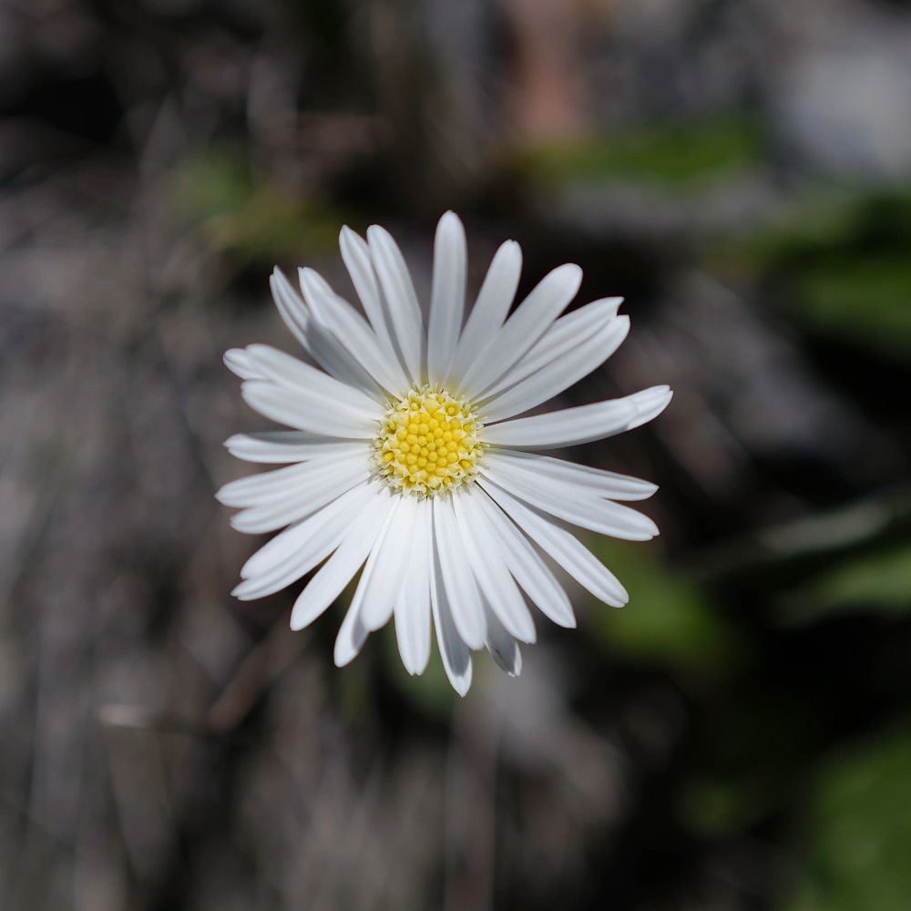 Fleur des Alpes : ?? + ajout en plus grand RDIM6696