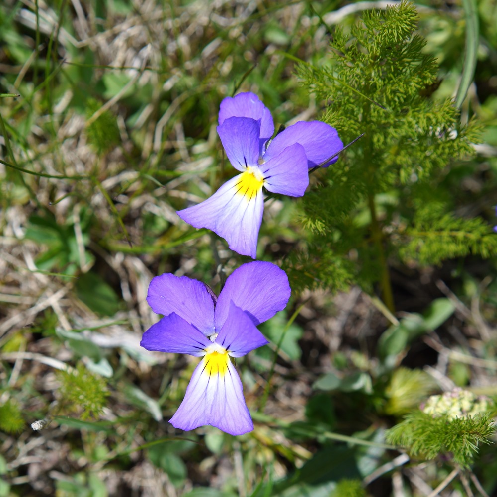 Fleur des Alpes : Pensées RSDIM0688