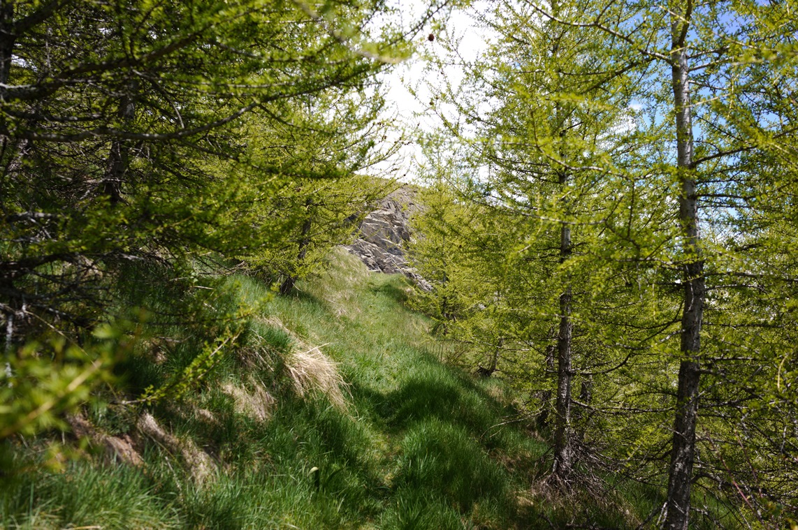 un  chemin comme je les aimes SDIM0629