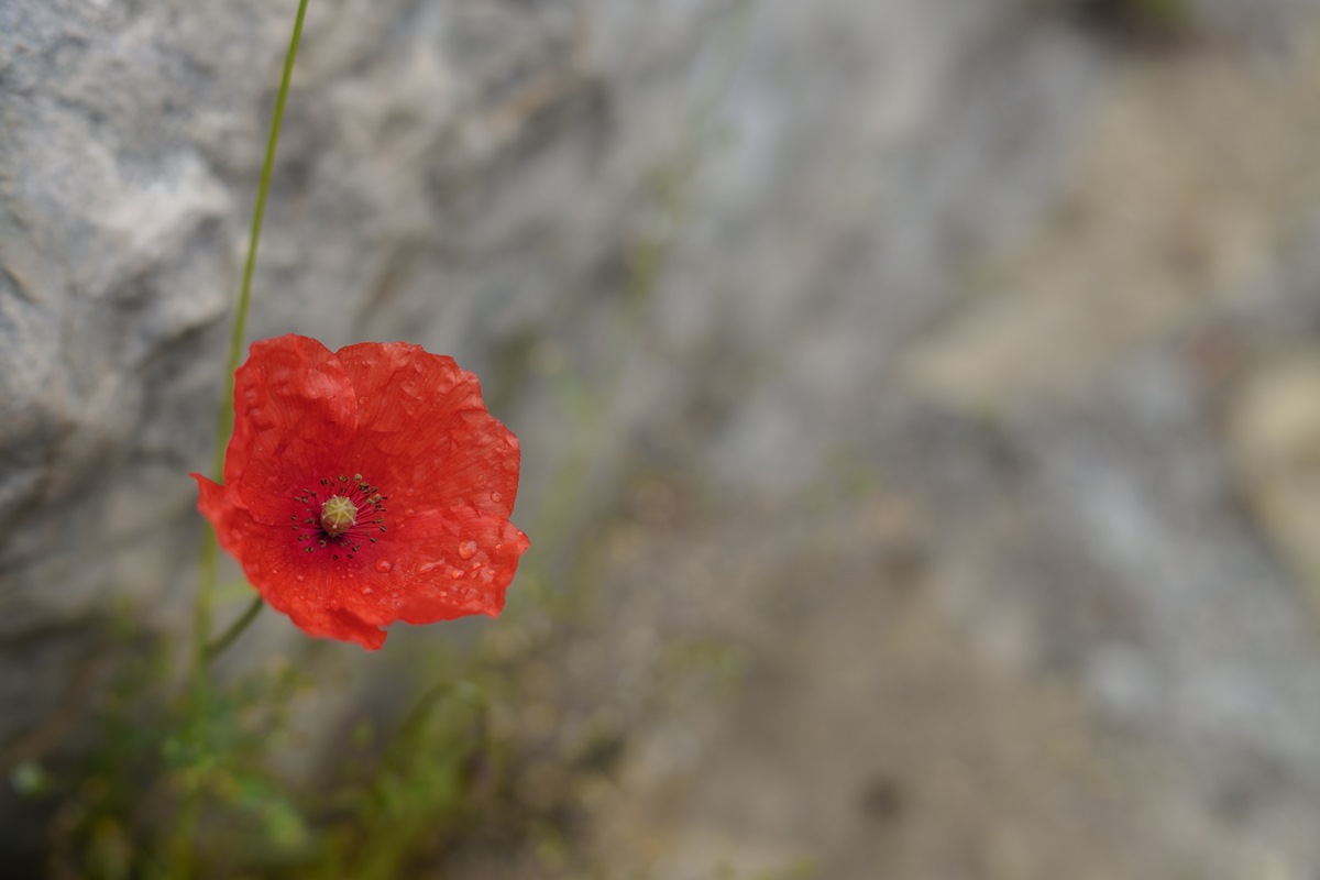 Coquelicot des pierres SDIM1113