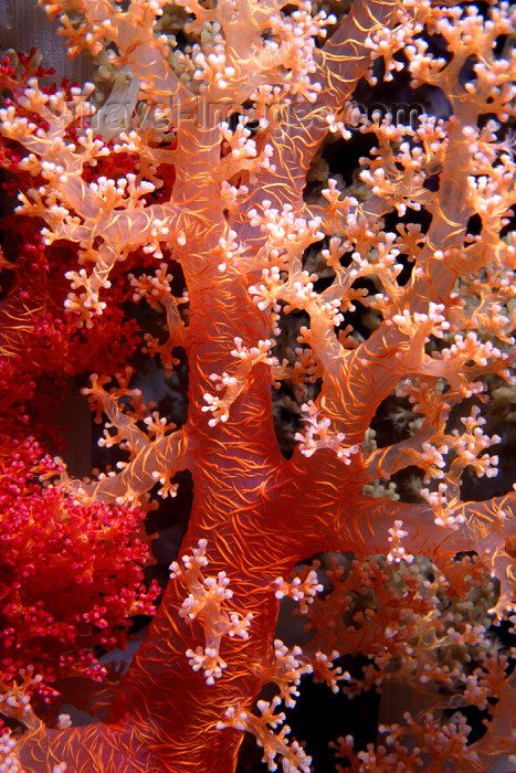 صور للشعاب المرجانية Egypt-u4