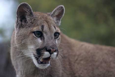 mountain lions Cougar-mountain-lion_436