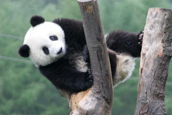  Animaux:  Emblème de pays Giant-panda11