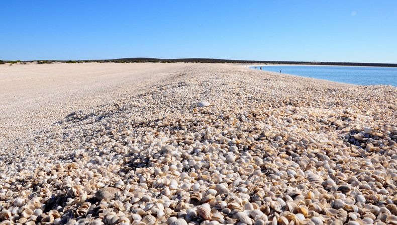 أجمل شواطئ الأصداف في العالم Shell-beach-australia