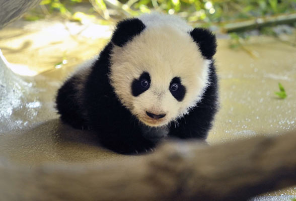 ENCUESTA DE PRUEBA Schonbrunn-Zoo-Panda