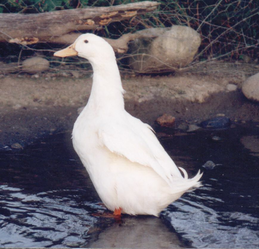 Le Canard blanc de l'Allier Blancdelallier