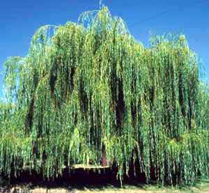 شجر الصفصاف Weeping-willow-tree