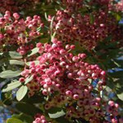 PLANTAS DE INTERES OTOAL Vilmorin-rowan-tree-sorbus-vilmorinii-390