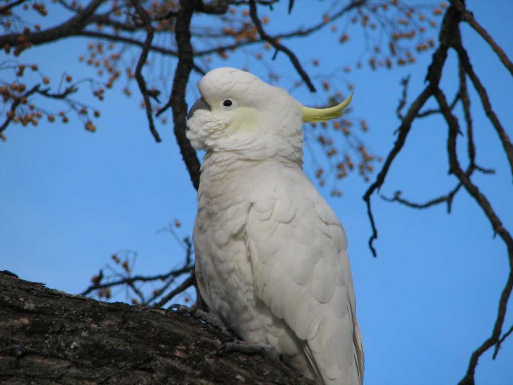 جمال الببغاء Img_34641