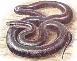    FAUNA      Lamprophis_fuliginosus