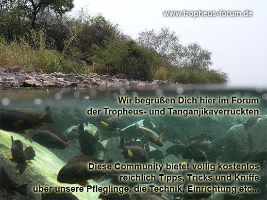 Nuevo logo de Tropheus Forum Portalwelcome