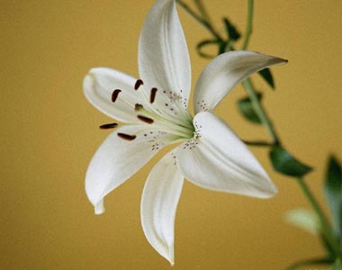 bon samedi le 31 mai Fiori214