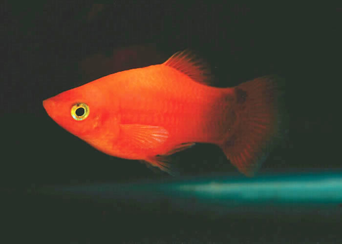 پلاتی - Platy RedPlaty