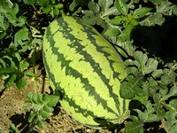 من 1 الى 3 و ارمي البطيخة على واحدة من العضوات ^_^ - صفحة 15 Growing-watermelon