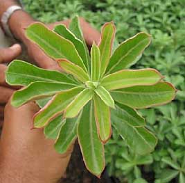 PROBLMES D'ADENIUM Problem1