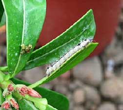 PROBLMES D'ADENIUM Problem10