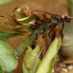 PROBLMES D'ADENIUM Problem31