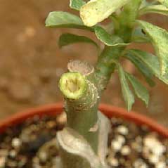 PROBLMES D'ADENIUM Problem33