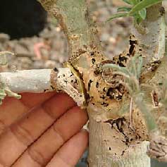 PROBLMES D'ADENIUM Problem34