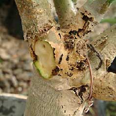 PROBLMES D'ADENIUM Problem36