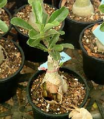 PROBLMES D'ADENIUM Problem40