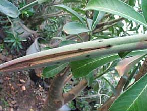 PROBLMES D'ADENIUM Problem52