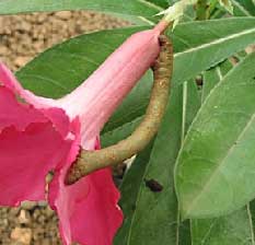 PROBLMES D'ADENIUM Problem9