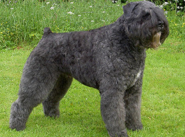 Quel est votre chien préféré ? - Page 3 Bouvier_des_flandres