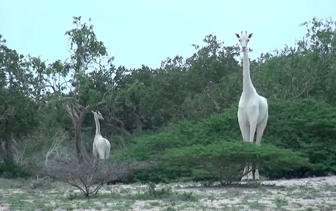 Enchanting Snowy White Giraffes Filmed In Kenya  White-Giraffes-Spotted-Kenya-1