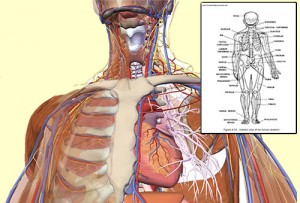 A System Planned in Its Every Detail Humananatomy21-300x203