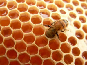 The Miracle of Honey in the Qur’an The-Miracle-of-Honey-in-the-Quran-300x225