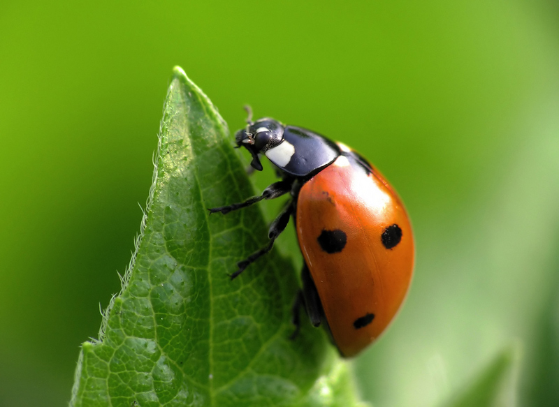 Insects: One of the Gravest Dilemmas Facing Evolutionists (Part 2/ Insects1