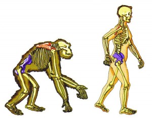 The Evolutionist Impasse that Emerges with the Microorganisms The-Evolutionist-Impasse-that-Emerges-with-the-Microorganisms-300x233